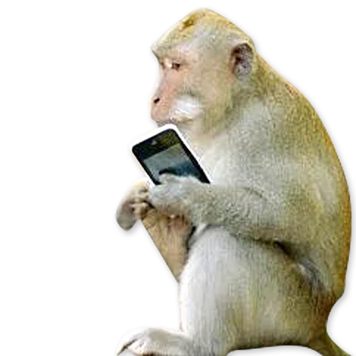 un singe, mème de singe, singe sauvage, profil de singe, comptabilité de singe