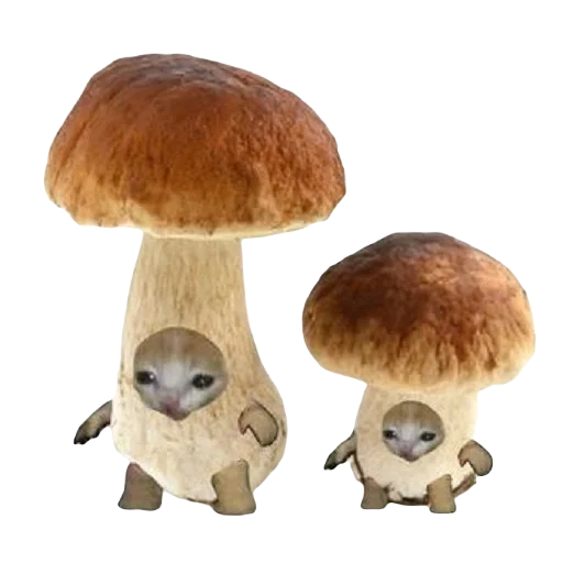 грибы, mushroom, белый гриб, гриб penny bun, белый гриб маленький