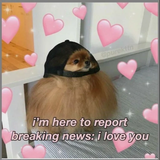 spitz cap, cute memes, spitz funny, spitz pomeranian, lovely memes about love