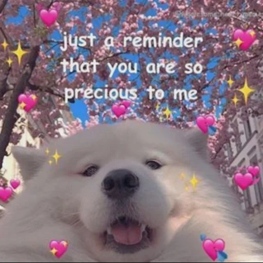 cute puppy, lovely dogs, i love you meme, dogs with hearts, samoyed dog