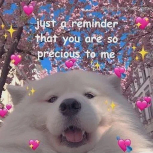 süßer welpe, schöne hunde, ich liebe dich meme, hunde mit herzen, samoyed hund