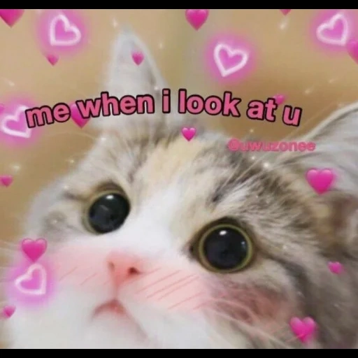 cute cats, cute cats, mimic cats, cat with hearts with a meme, cute cats with hearts