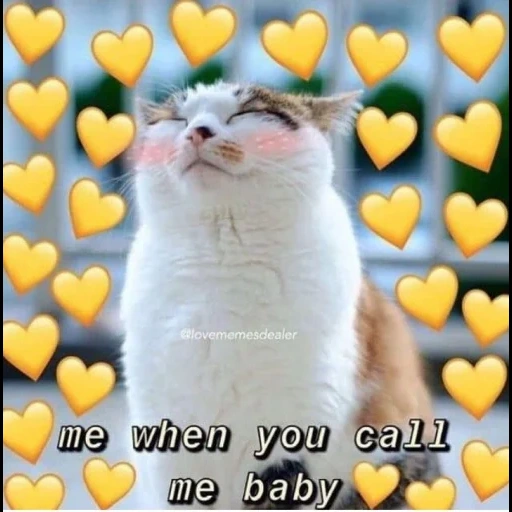 cat, cat, cat, cat hearts, dear cat meme