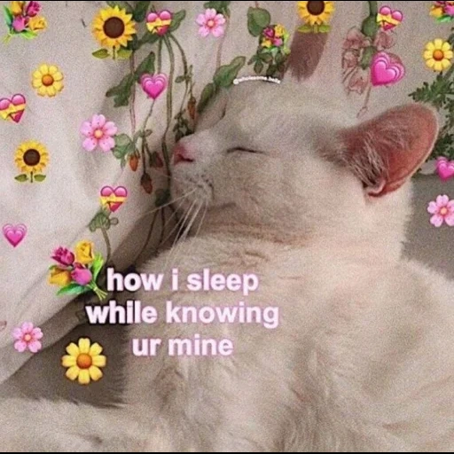 cat, gato, selo, falcões fofos, wholesome cat