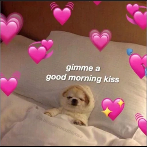 the animals are cute, good morning kiss, good morning meme, gimme a good morning kiss, cute dogs with hearts overhead