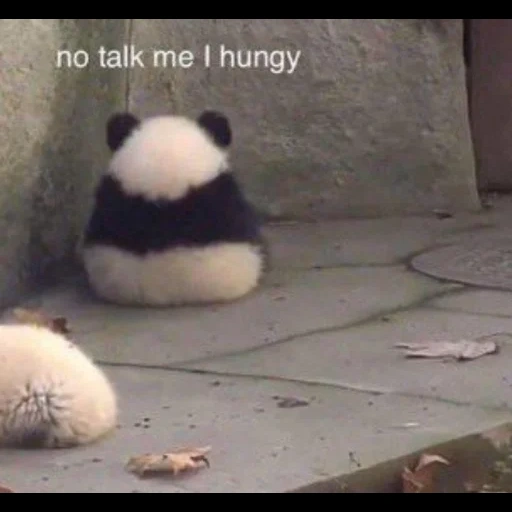 pandochka, panda is dear, panda panda, offended panda, panda was offended