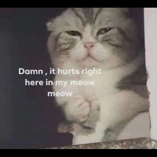 cat, satisfied cat meme, cute cats are funny, charming kittens, you hurt me my purr