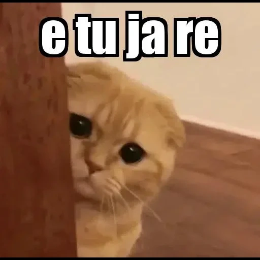 gato, gato, un gato, gato triste, los lindos gatos son divertidos