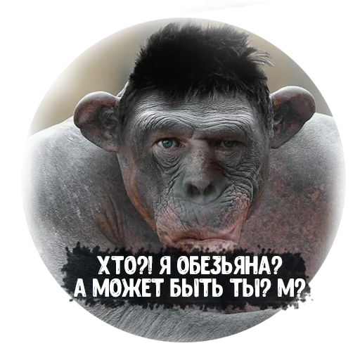 you're a monkey, smooth valakas, valakas monkey, anecdotes about monkeys