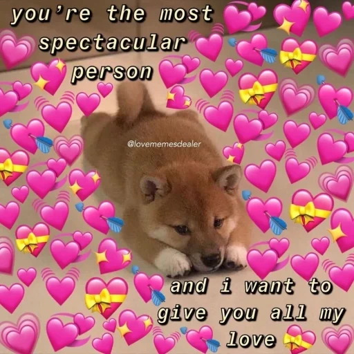 your love, animals are cute, shiba inu sweetheart, animal meme, the cutest animal