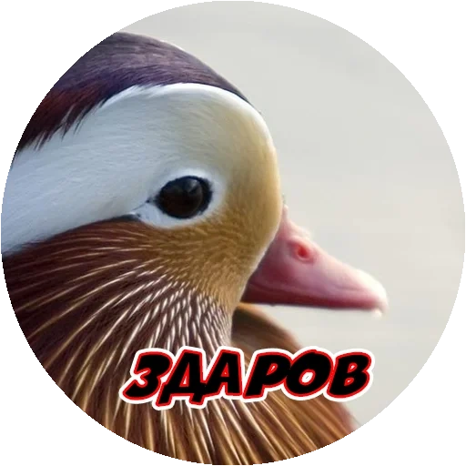 pato, pato de pato, pájaro de pato, mandarín de pato, bird duck mandarinka