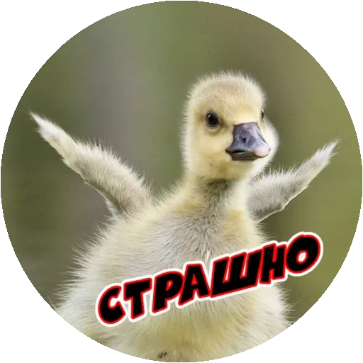 duckling, gosling, a lovely animal, animals are interesting