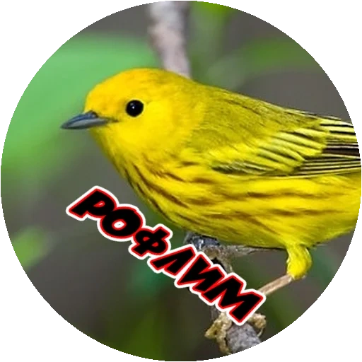 oiseau jaune, oiseau jaune, l'oiseau est jaune, grand oiseau jaune, boine de paruline jaune