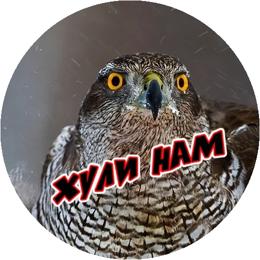 owl owl, horstrebshuliak, bird image, goshawk, watsap angry birds wechat official account