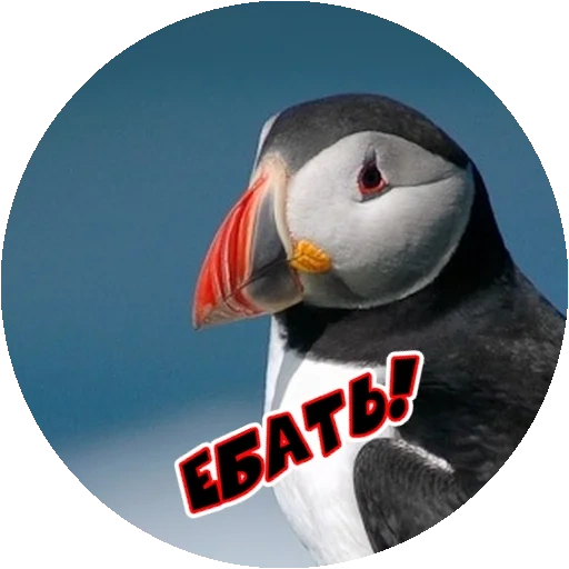 bird, bird's beak, puffin, angry birds