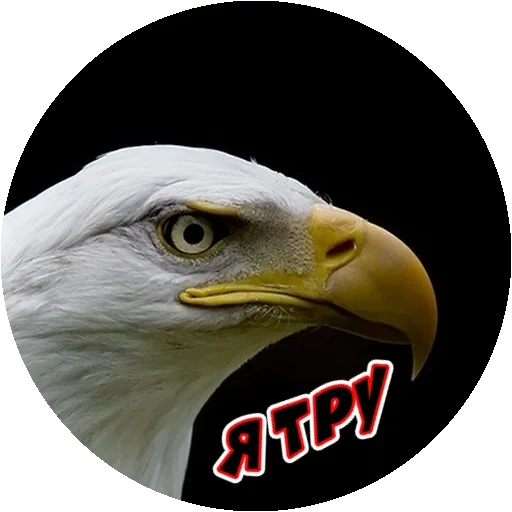 eagle, орёл птица, bald eagle, белый орлан, белоголовый орлан
