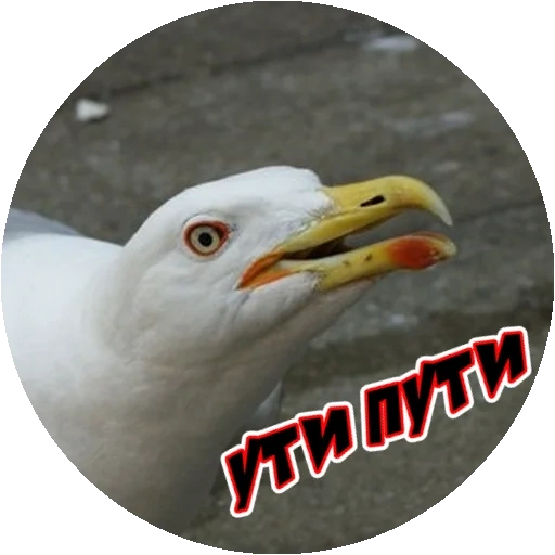 seagull, seagull's mouth, seagull's mouth, seagull, white seagull