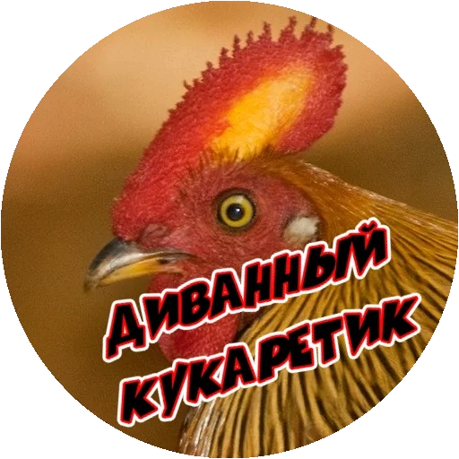 bird, bird, chicken, chicken and poultry, rooster profile
