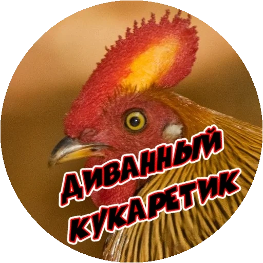 burung, burung kecil, ayam, ayam dan unggas, profil ayam jantan