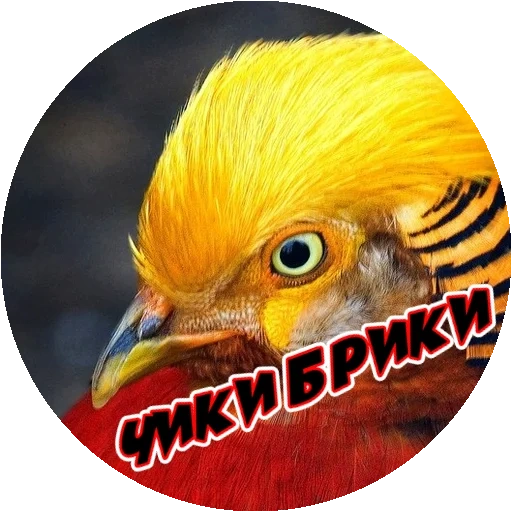 boys, bright birds, jinshan chicken, golden bird, a very angry bird