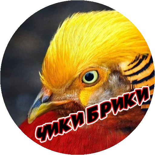 anak laki-laki, bright birds, ayam jinshan, burung emas, burung yang sangat marah