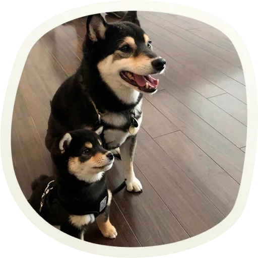 сиба ину, shiba inu, черный хаски, собака сиба ину, черная сиба ину