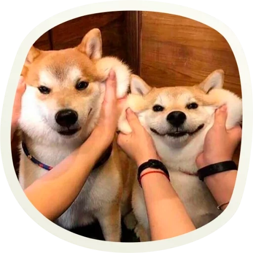 шиба ину, сиба-ину, shiba inu, сиба ину собака, сиба ину акита ину