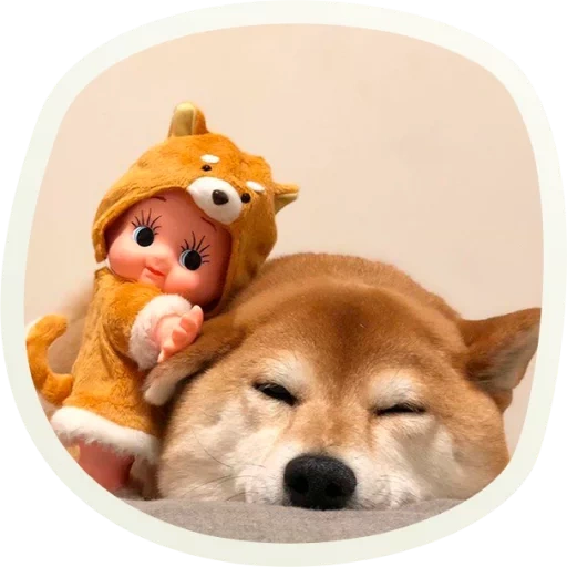 doggy, shiba inu, сиба ину щенок, сиба ину акита ину