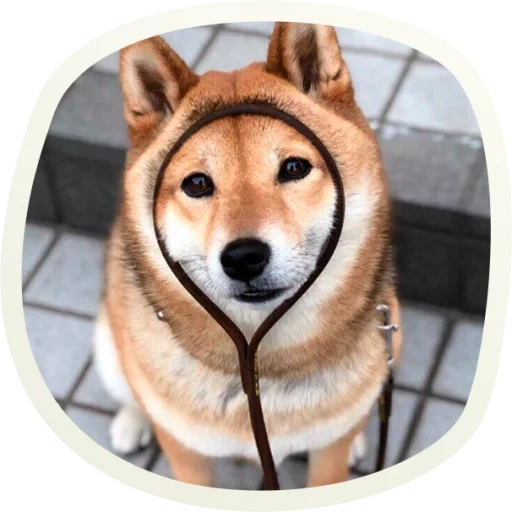 шиба ину, сиба-ину, shiba inu, сиба ину doge