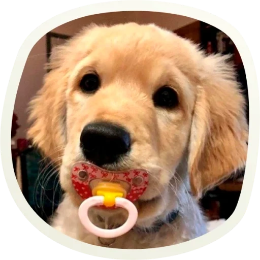 собака соской, ретривер собака, golden retriever, golden retriever puppy, золотистый ретривер собака