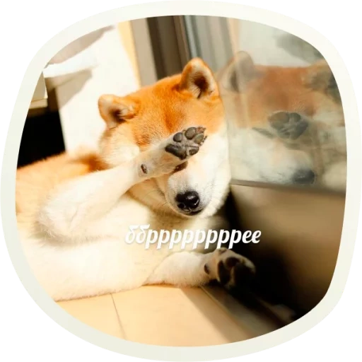 сиба ину, shiba inu, собака сиба ину, акита ину собака, сиба ину акита ину