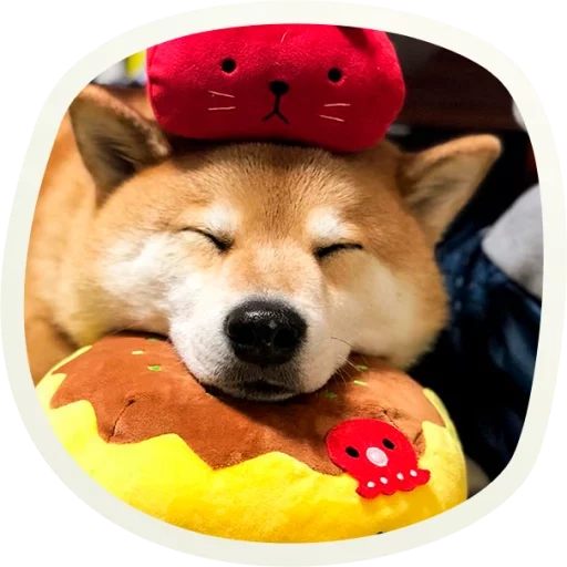 doggy, шиба ину, сиба-ину, shiba inu