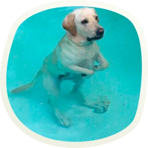 лабрадор щенок, собака плавает, собака лабрадор, лабрадор ретривер, лабрадор ретривер палевый