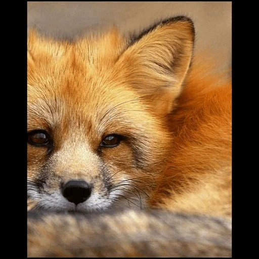 the fox, the fox's face, red fox, the red fox, der fuchs