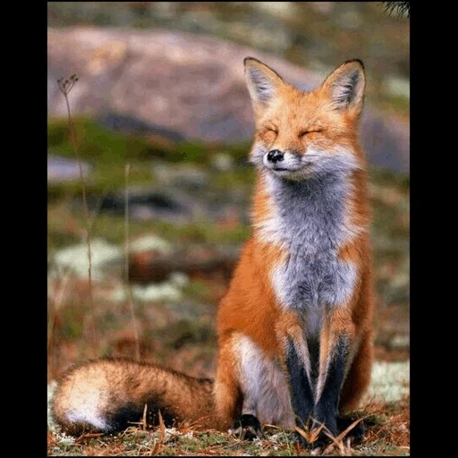 fox, red fox, the fox is cunning, red fox, pale fox yurugu
