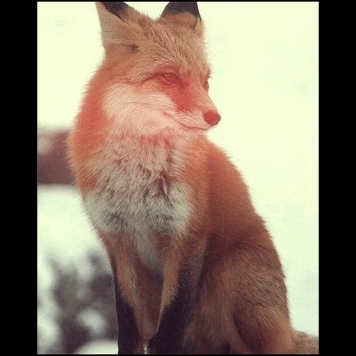 fox, renard renard, fox wild, renard roux, animaux de renard