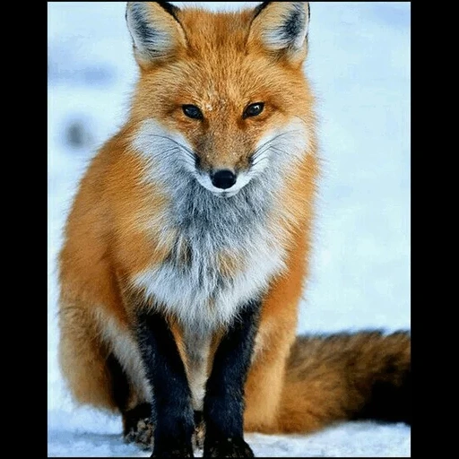 fox, renard renard, renard roux, renard roux, beau renard