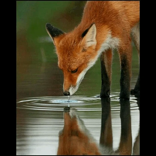 zorro, cámaras, zorro rojo, dolf londgren, villano de zorro