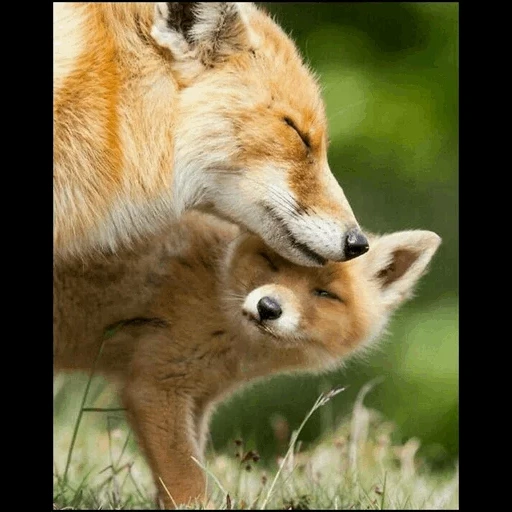fox, foxes, dear foxes, red fox, beautiful animals