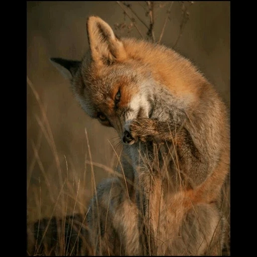 the fox, der fuchs der fuchs, jegor letov, red fox, der fuchs von zevelev