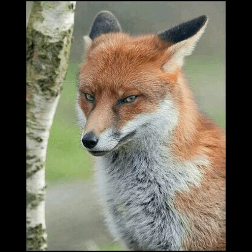 fox, fox fox, fox mord, the face of the fox, the fox is cunning