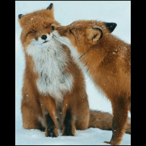 due volpi, fox fox, volpe rossa, volpi innamorate, alexei olesya nome compatibilità