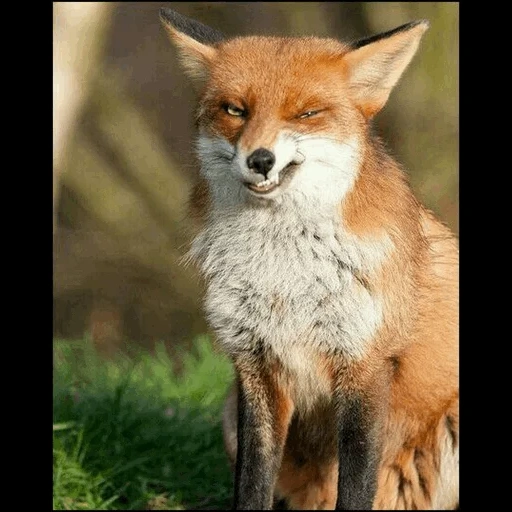 fox, fox fox, red fox, the fox is cunning, siberian fox