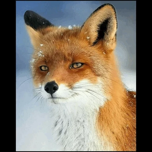 the fox, wildcraft, der fuchs der fuchs, red fox, der fuchs ist schlau