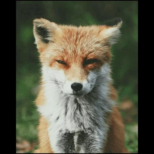 fox, renard renard, renard roux, fairfelfer, le renard est rusé