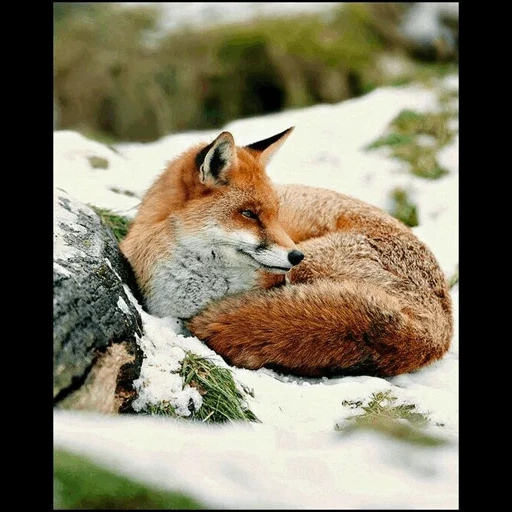 лиса, лиса спит, рыжая лиса, рыжая лисица, лежащая лиса