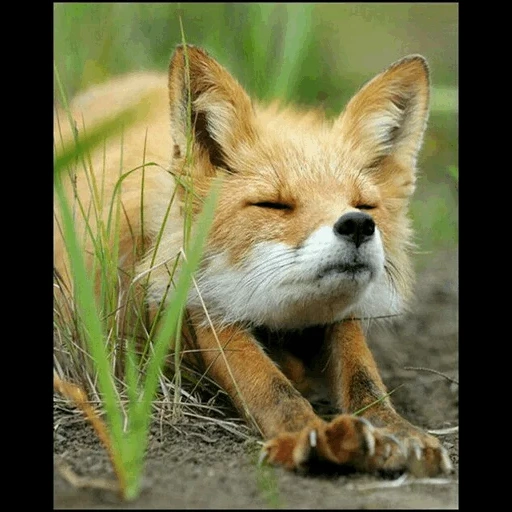 fox, face, cats, oiseau renard, la photo d'un ami