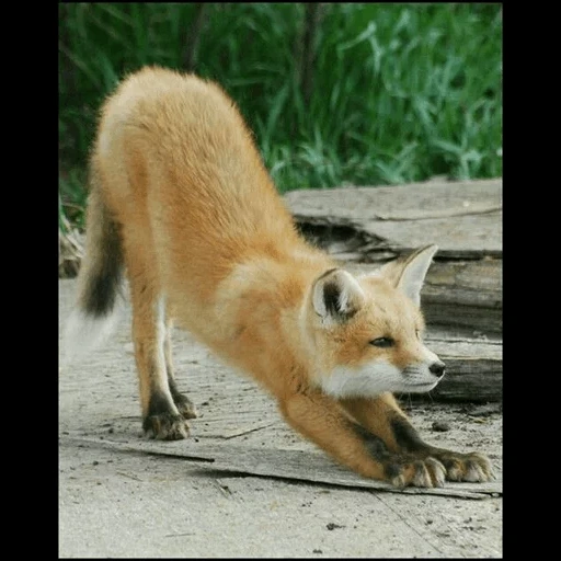 fox, renard renard, renard roux, le renard rusé, fox