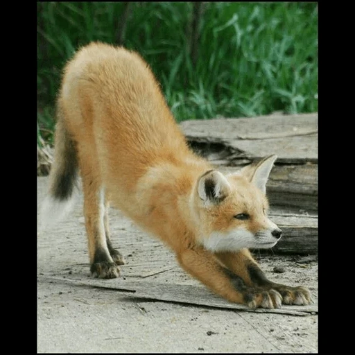 zorro, zorro, zorro rojo, un zorro astuto, lisonka fox