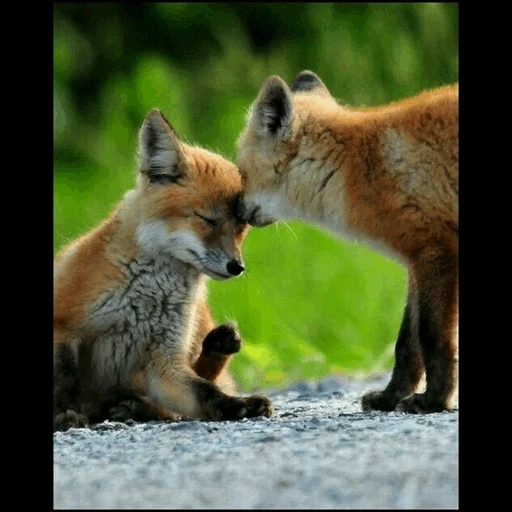 fox, foxes, fox fox, red fox, the foxes are hugged